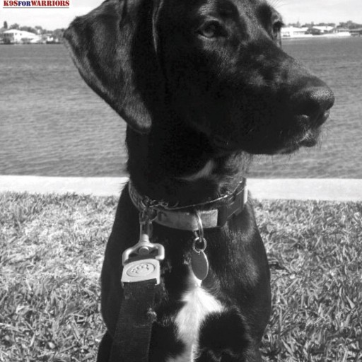 Lt. Dennis W. Zilinski II Memorial Fund Names & Provides Service Dog "Jäger" to Wounded Warrior Bernadine