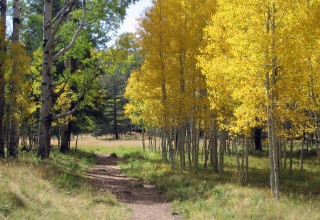 Beautiful Flagstaff Trails