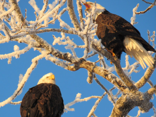 A Demonstration Against Violations of Alaskan Constitutional Rights