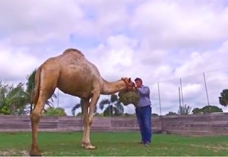 Camel Life, Inc.