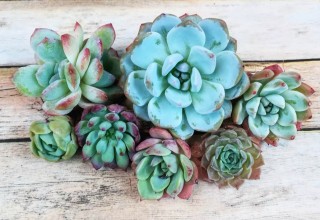 Succulent variety