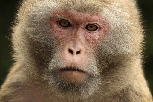 South Carolina Primate Research Group Awarded Million Dollar Contract