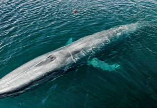 Blue Whale