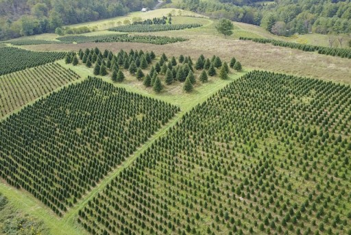 Nationwide Christmas Tree Shortage