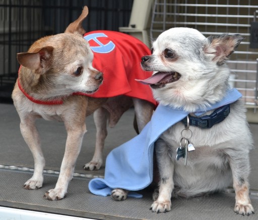 Two Little Chihuahuas Embark on Epic Puppy Mill Rescue