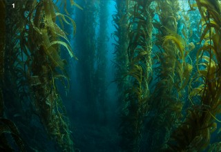 Kelp Farm