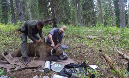 Grizzly Collared Near Vital Ground Project in Washington