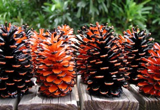 Painted Pinecones from Florida