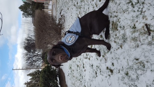 Service Dogs by Warren Retrievers Delivers Diabetic Alert Dog to Toronto