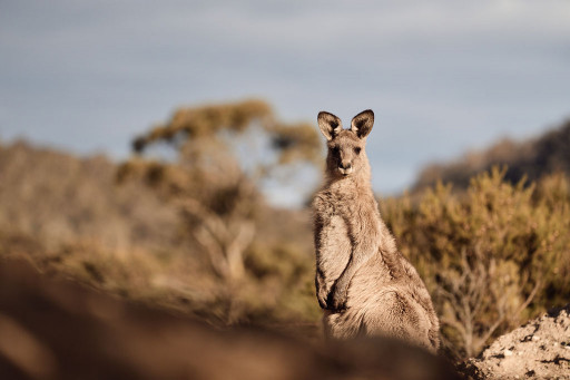 From the Coast to the Desert, Global Content Creator Inspires Travellers to Visit New South Wales