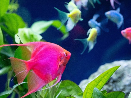 Spectrum Brands and Aperture Pet & Life Partner to Welcome the Next Generation of Aquarists