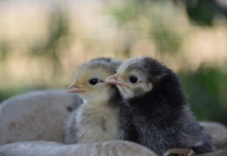 Spring chicks at Out in the Garden, Oregon's Mt. Hood Territory