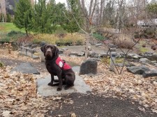 Sarge, a SDWR Seizure Response Service Dog, was delivered to a 12-year-old girl in North Bend, Oregon