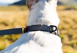 MAGOG Collar (zoom)