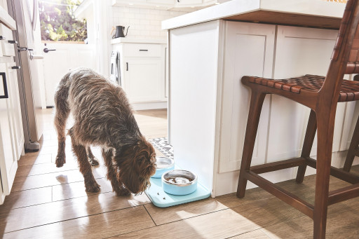 Pet Feeding Reimagined: Magnetic Slow Feeding Puzzle Bowl and No-Mess Mat By Trot