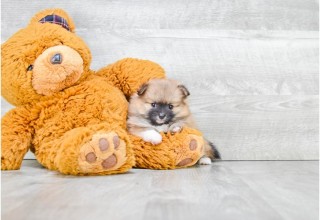 Pomeranian Puppy