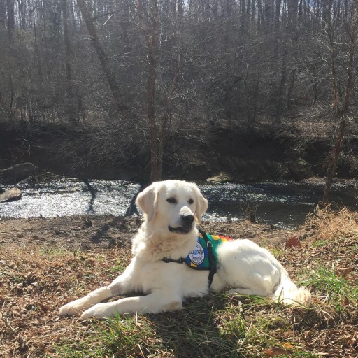 Service Dogs by Warren Retrievers Delivers "Cadet" to Child in Bishop, GA