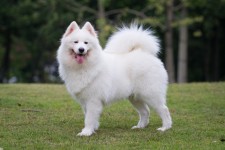 Teresa Heaver, Kabeara Samoyeds, Kabeara Kennels, Teresa Heaver Lockport, Illinois