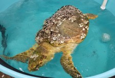 Loggerhead Turtle