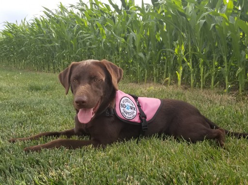 Service Dogs by Warren Retrievers Delivers Seizure Response Dog to Woman in San Francisco, California