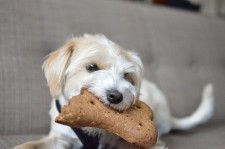 Dog Treat Bone