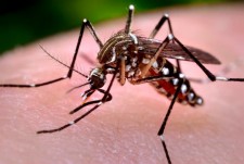 Mosquito-Borne Diseases