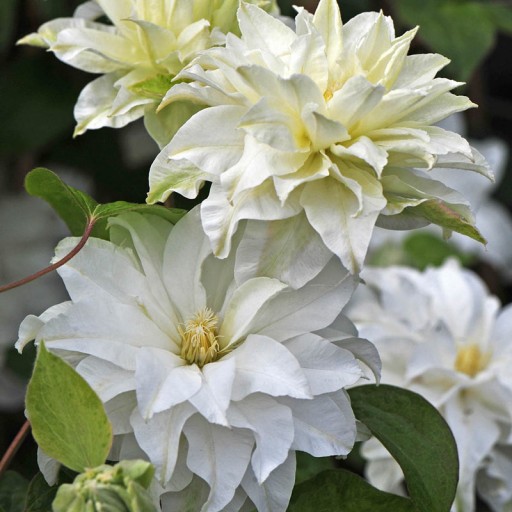 Spring Hill Nurseries Introduces 'Ready-to-Grow' Clematis