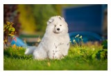 Teresa Heaver, Kabeara Samoyeds, Kabeara Kennels, Teresa Heaver Lockport, Illinois