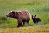 Grizzly family