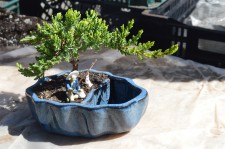 Zen Reflections Juniper Bonsai