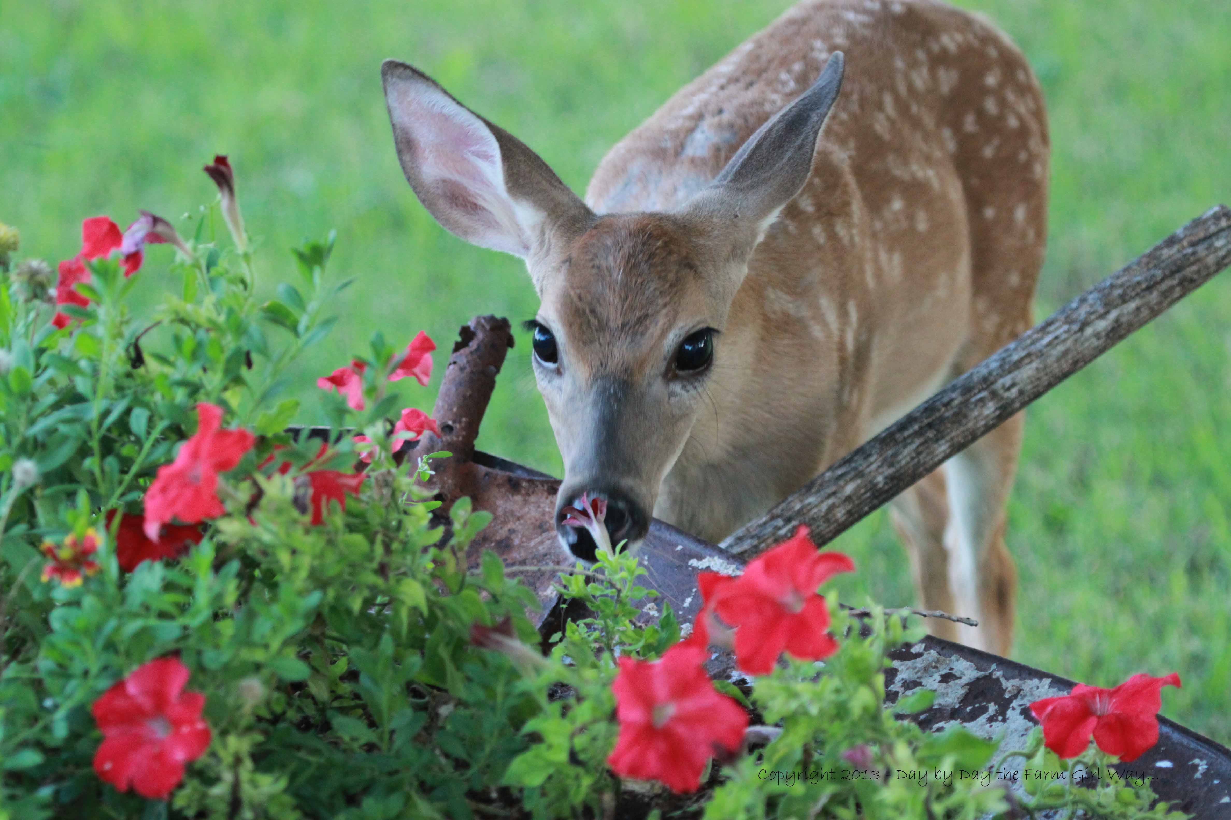 Домашние животные и растения. Deer eats Rabbit. Deer eating. Wildlife Garden. Deer ate Candy.