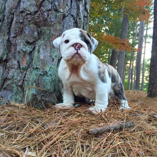 Puppy-Proof the Fence and Protect Fido!