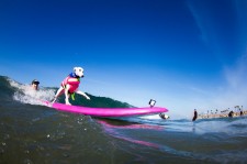 Beans the Whippet at Surf City Surf Dog Photo by Dominique Labrecque