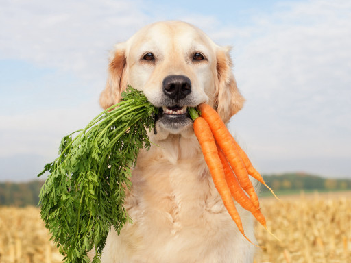 British Veterinary Association Ends Opposition to Vegan Diets for Dogs