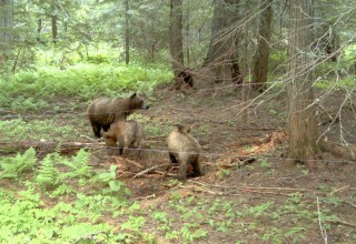 Cabinet-Yaak grizzlies