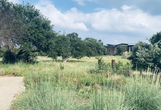 Wildflower Center