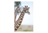 Giraffes