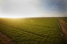 Watercress Beds