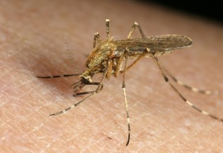 Mosquito biting a human