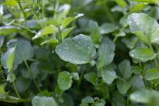 Watercress