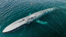 Blue Whale