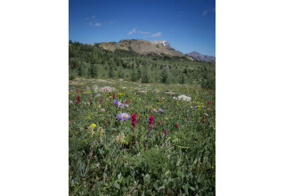 Banff Sunshine Meadows