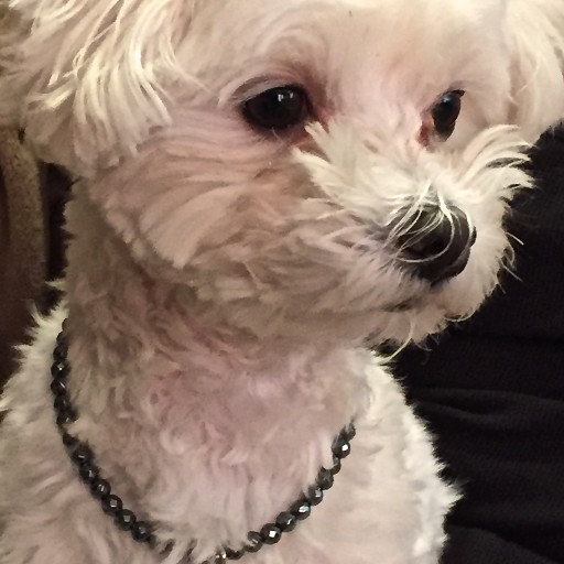 zen jewelz by: ZenJen Announces New Jewelry Line for Pets; Zen Petz