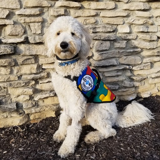 Autism store dog training