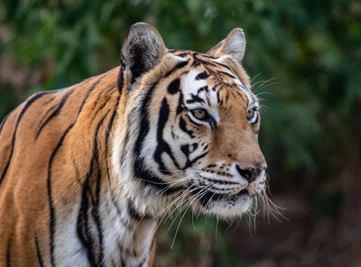 Texas Big Cat Rescue, Center for Animal Research and Education, to Protect Its Animals With COVID-19 Vaccine From Zoetis