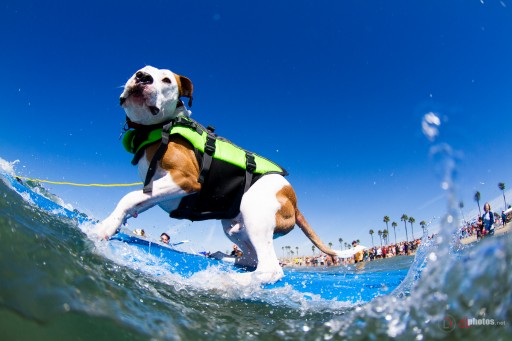 Announcing the 2016 Unleashed by Petco Double Dog Dare Surf Dog Series