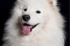 Teresa Heaver, Kabeara Samoyeds, Kabeara Kennels, Teresa Heaver Lockport, Illinois