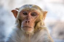 Rhesus macaque