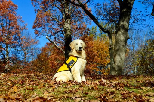 Service Dogs by Warren Retrievers Delivers "Dave" to Springfield Oregon