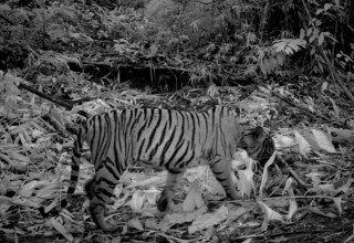 Malayan tiger in Royal Belum National Park